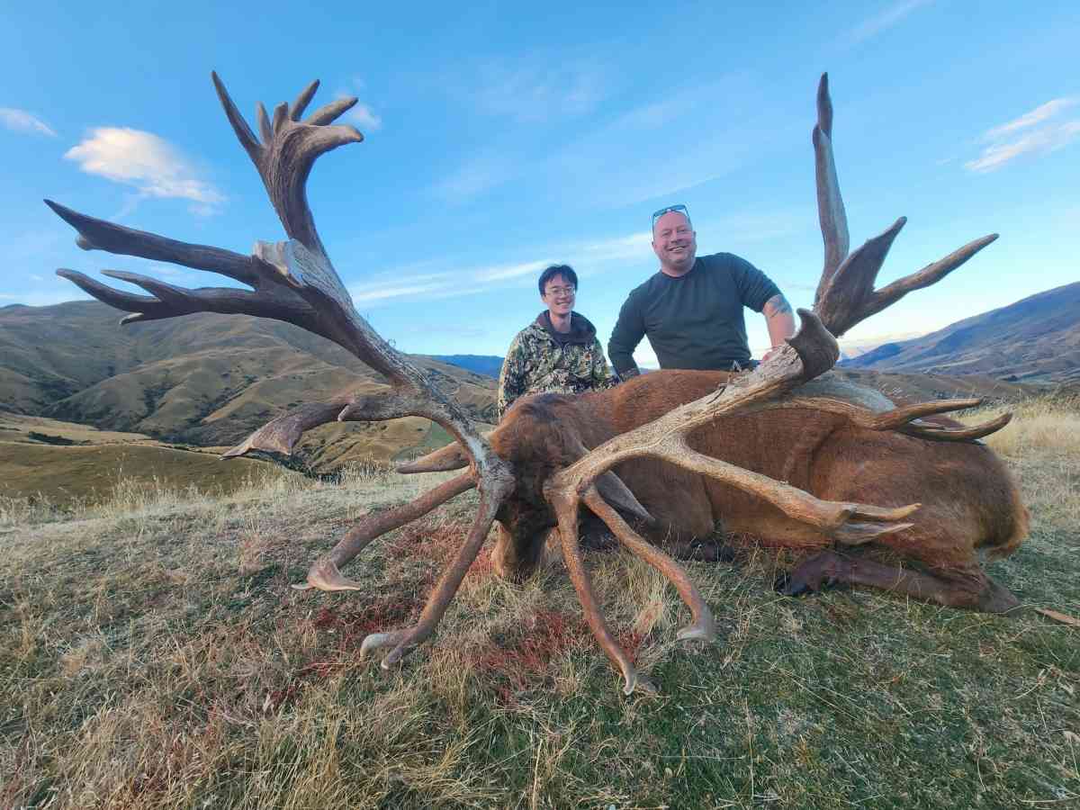 570 Stag
